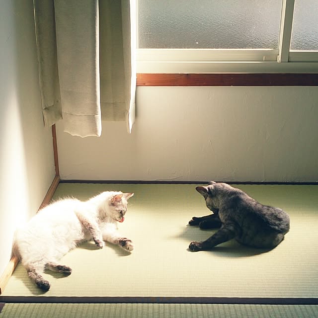 kana-nagomiさんの実例写真