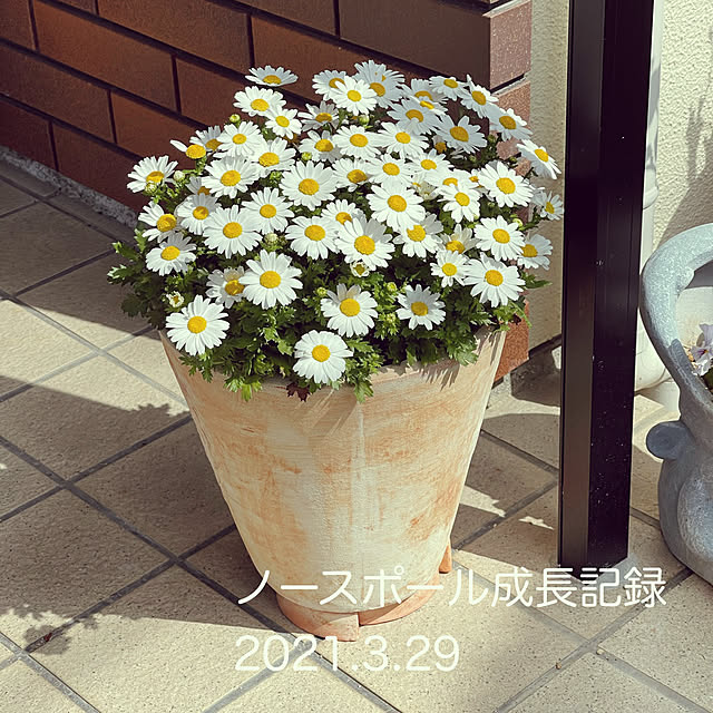 chikaさんの実例写真