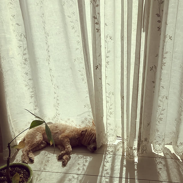 miyumiyuさんの実例写真