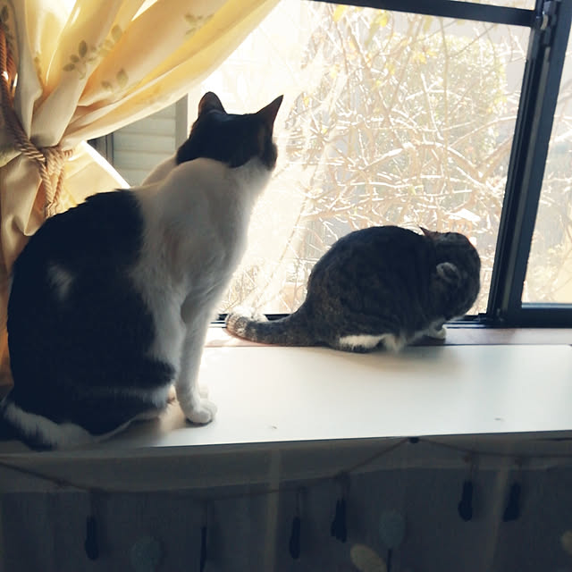 Tomopさんの実例写真