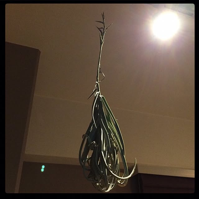 masamixさんの実例写真