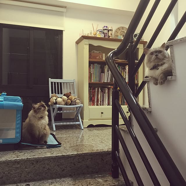 nekopupuさんの実例写真
