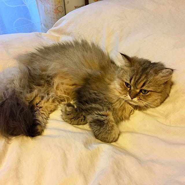 butachanさんの実例写真