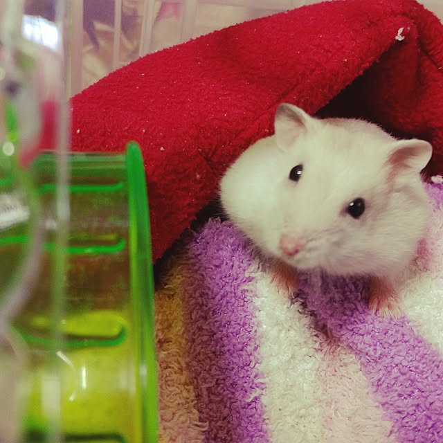 kikuさんの実例写真
