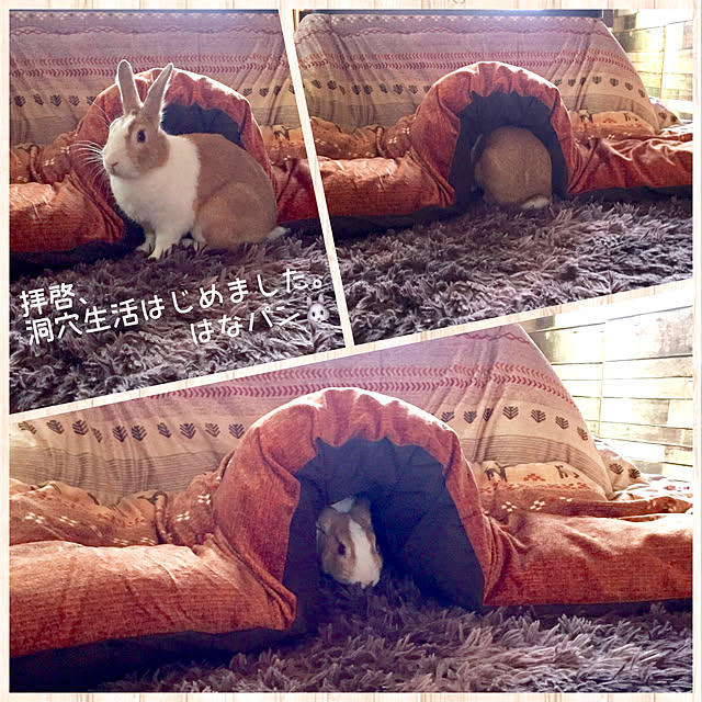 muuさんの実例写真