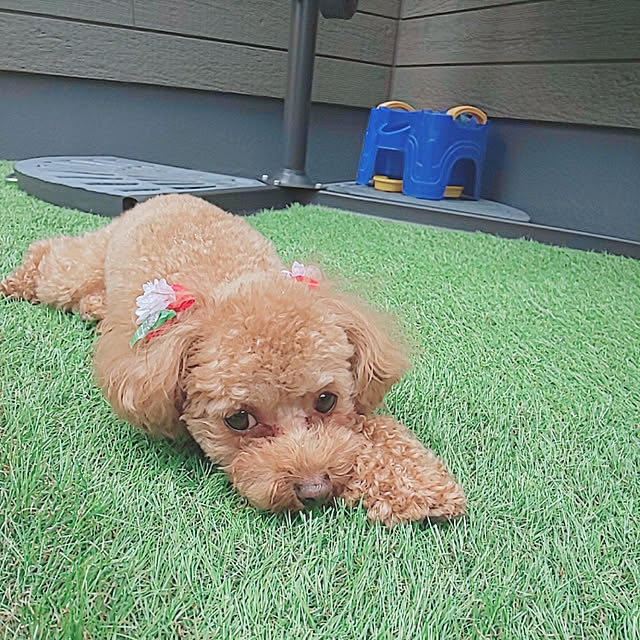 Mayumiさんの実例写真
