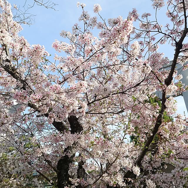fleur-mamanさんの部屋