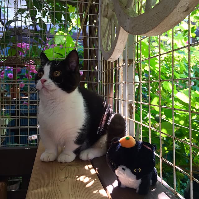 butachanさんの実例写真