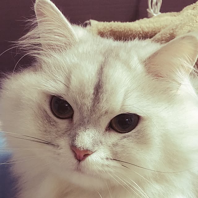 gomachanさんの実例写真
