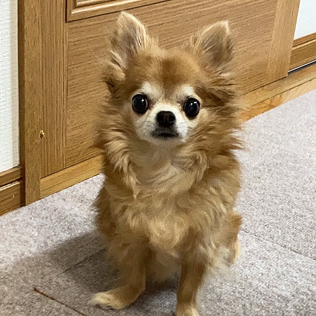 koroさんの実例写真