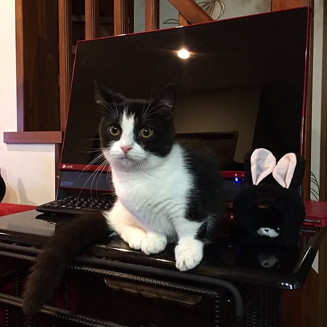 butachanさんの実例写真