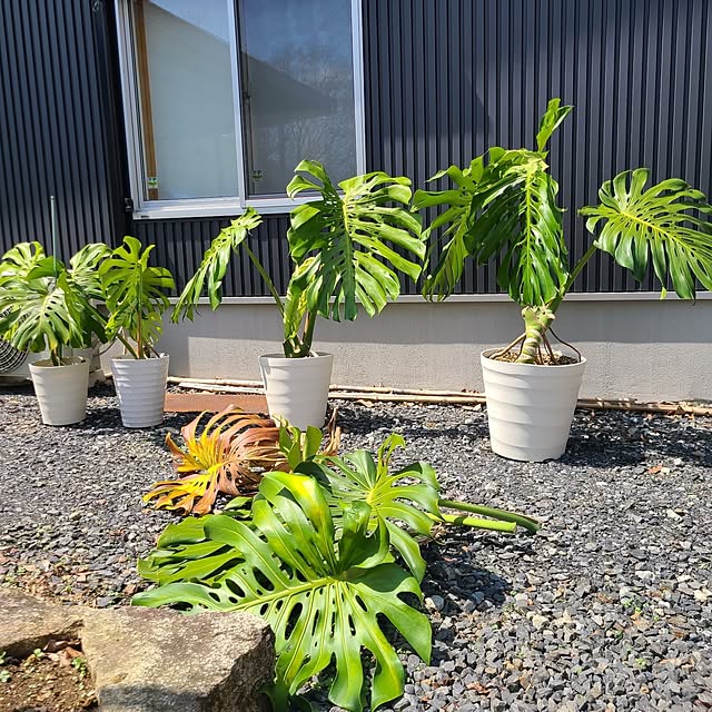 Rubiconさんの部屋