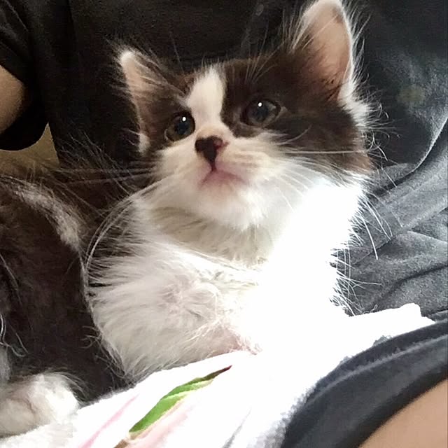 butachanさんの実例写真