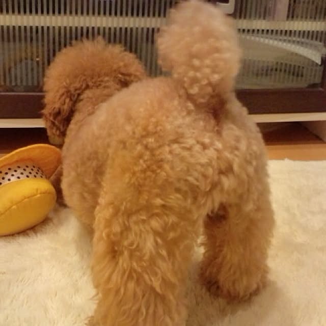 rookuさんの実例写真