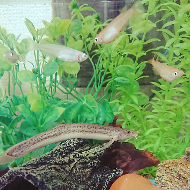 sueponさんの実例写真