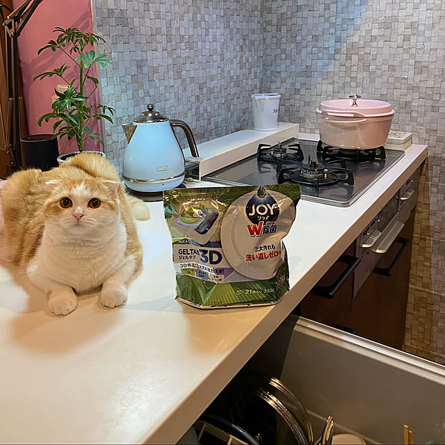 poniさんの実例写真