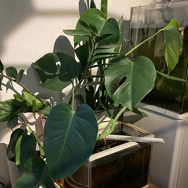kamelittoさんの部屋
