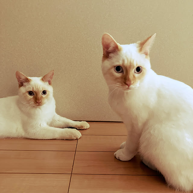 リビング/2025年/ねこのいる暮らしのインテリア実例 - 2025-12-14 10:25:57