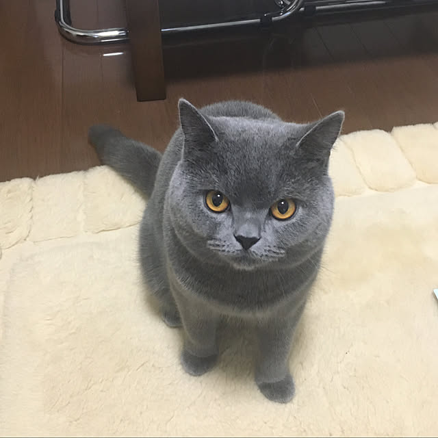 kittyさんの実例写真
