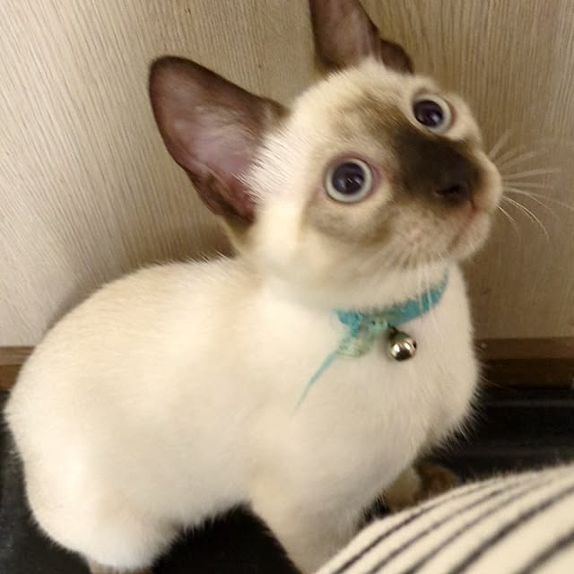 REI.DIYさんの実例写真