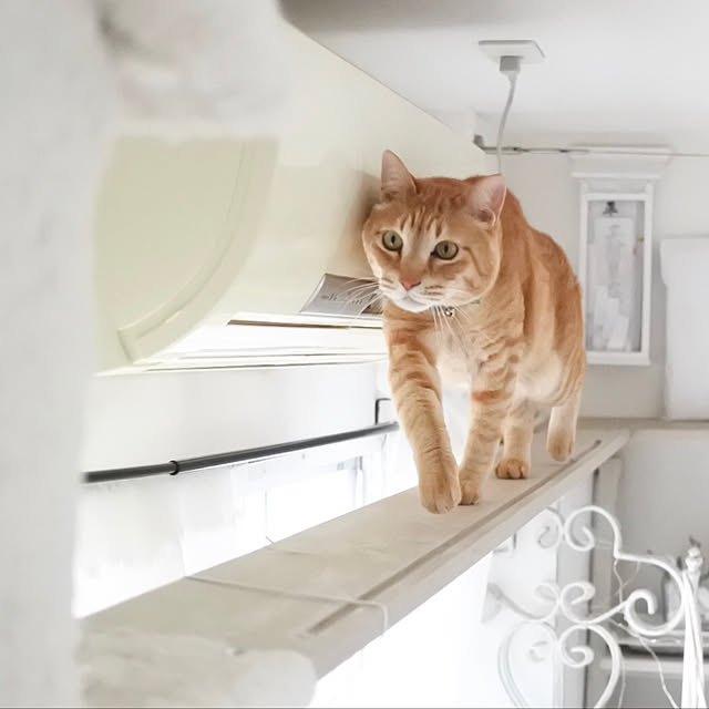 F11819roomさんの実例写真