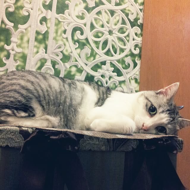 emmyyさんの実例写真