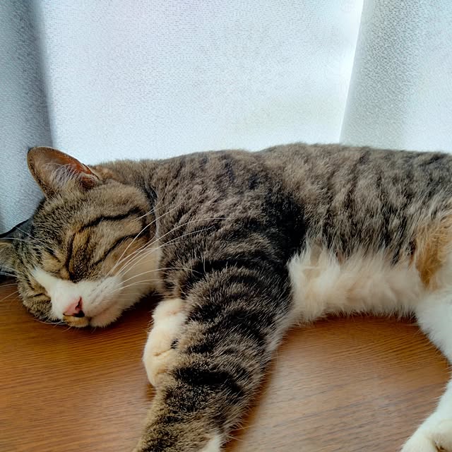 実例写真