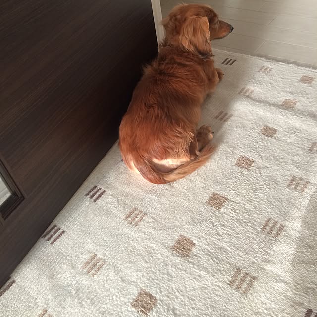 nohohonさんの実例写真