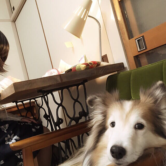 hatsugaさんの実例写真