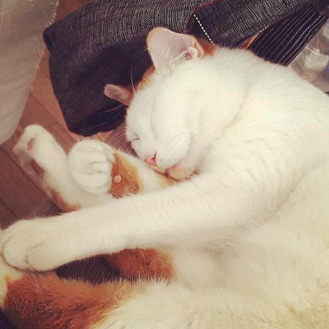 asaさんの実例写真