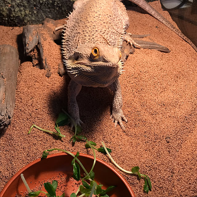 japitonさんの実例写真