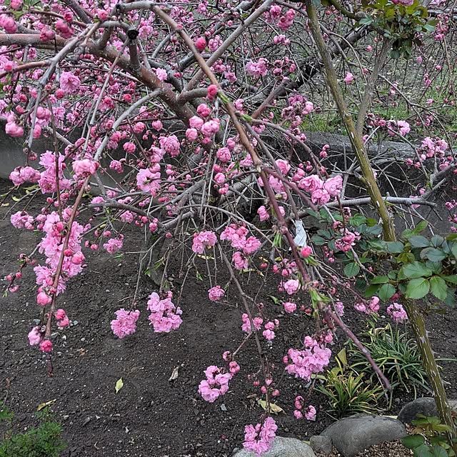 machikomamaさんの部屋