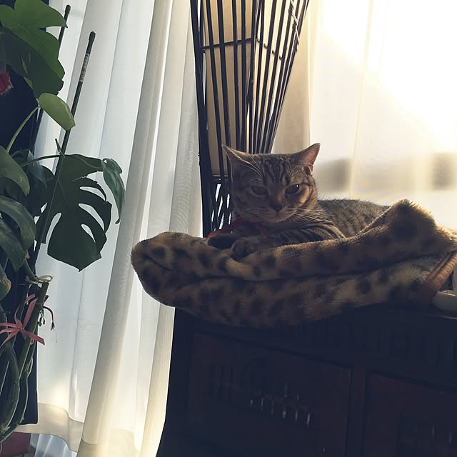 catwomanさんの実例写真