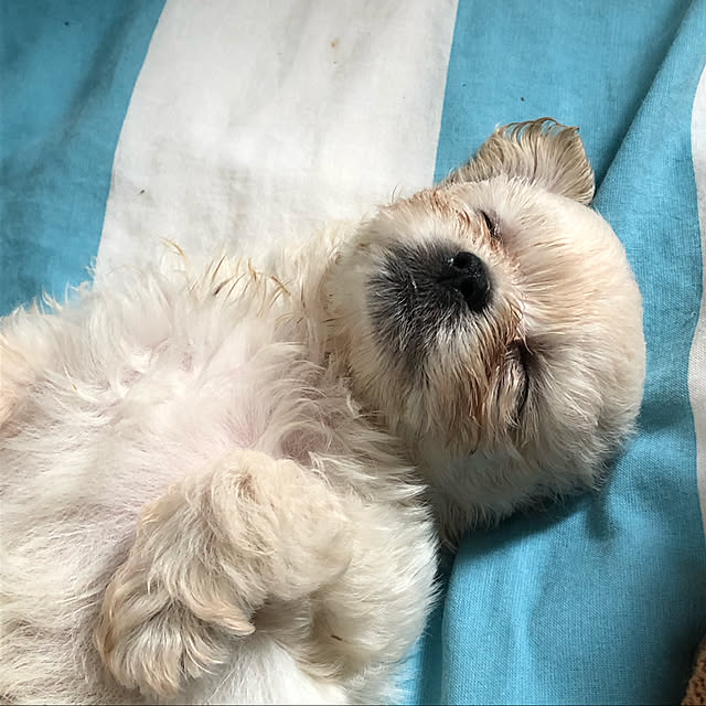 COCOさんの実例写真