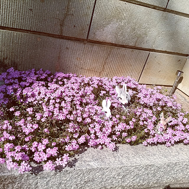 sacchiさんの実例写真