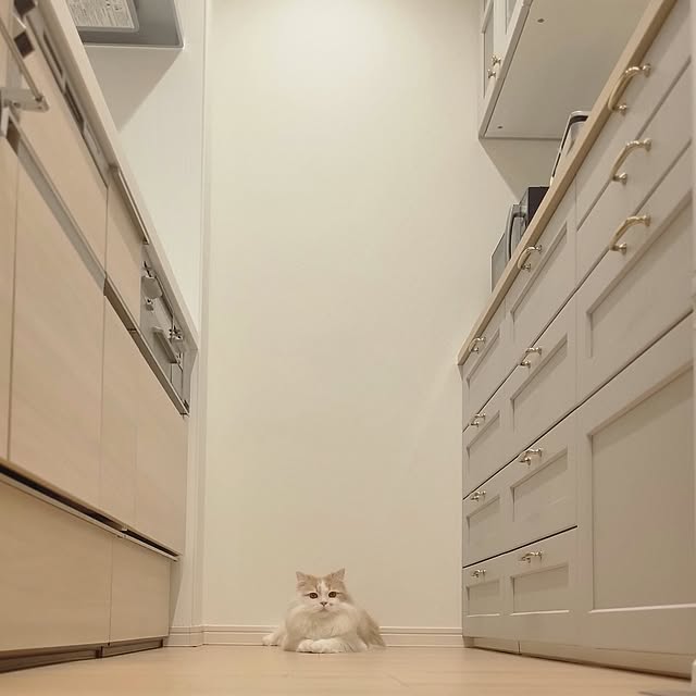 Shiratamaさんの実例写真