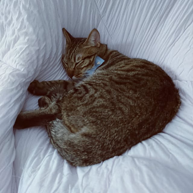 poniさんの実例写真