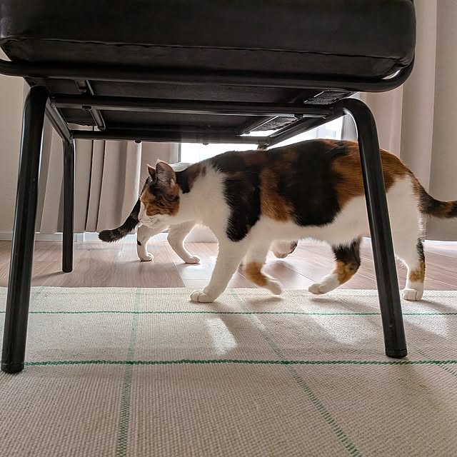 sinsinさんの部屋