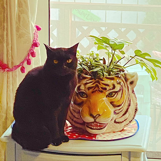 Asamiさんの実例写真