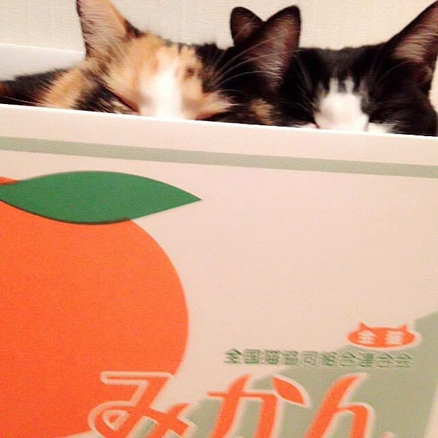RIONさんの実例写真