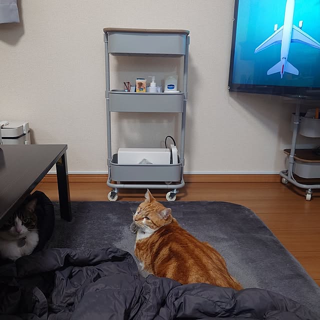 noguriさんの部屋