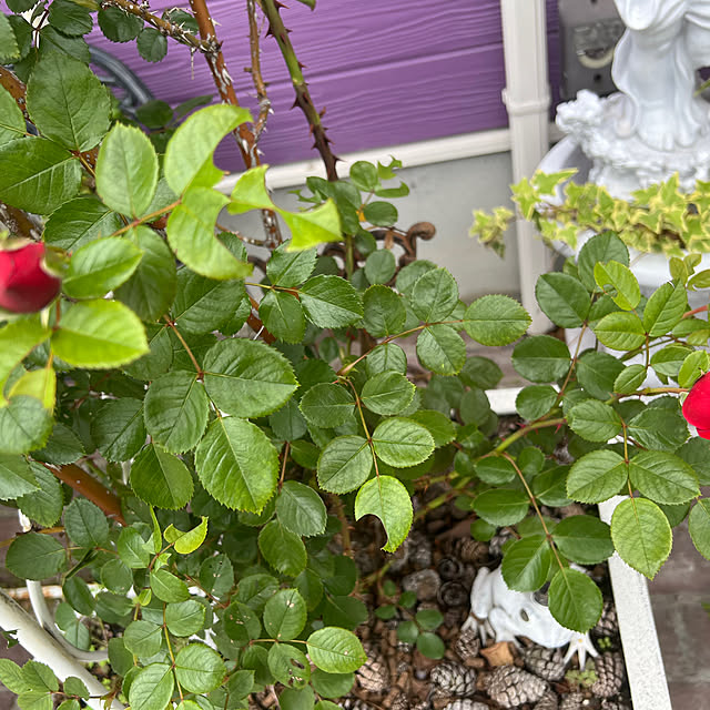 AYUKOさんの部屋