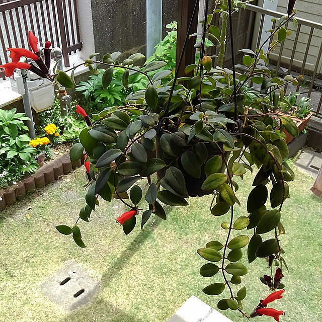Renさんの実例写真