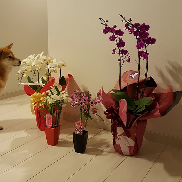 konatuさんの実例写真