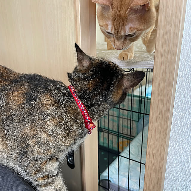 chiiさんの部屋