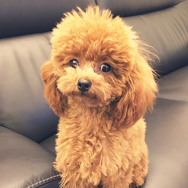 otsutaudonkoさんの実例写真