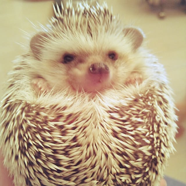 kuruさんの実例写真