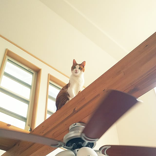 tamacharouさんの実例写真