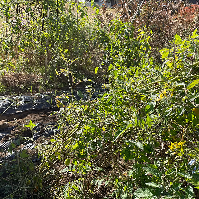 natsumiさんの部屋