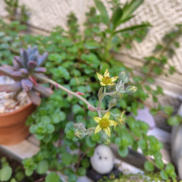 25Moondropsさんの実例写真